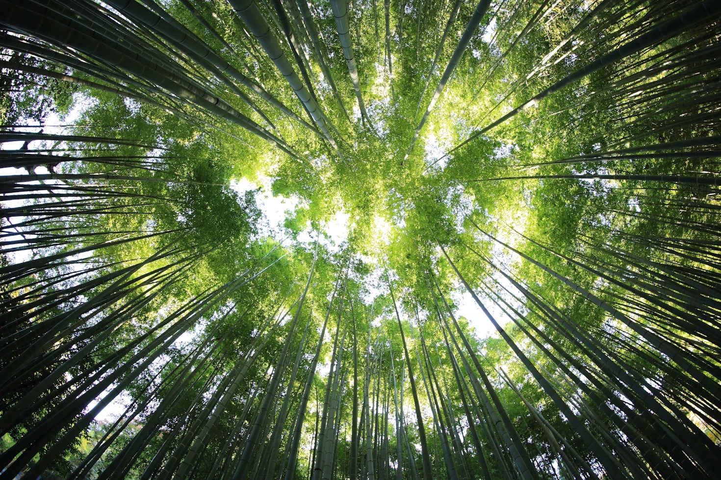 Crédito de carbono: o que é e como funciona