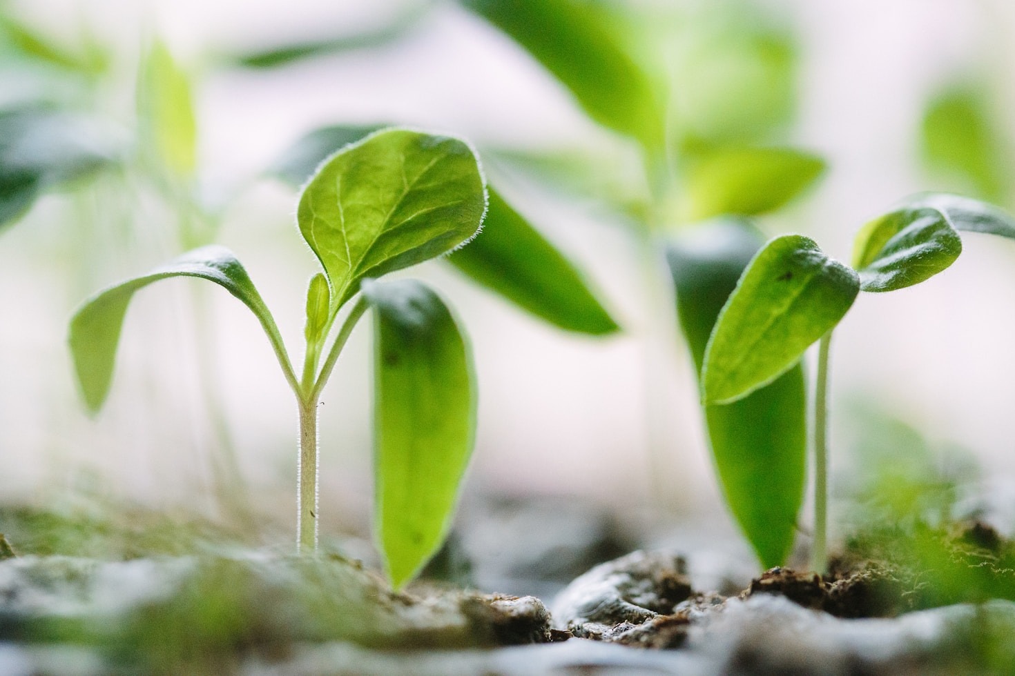 Construindo autoridade no mercado de sustentabilidade